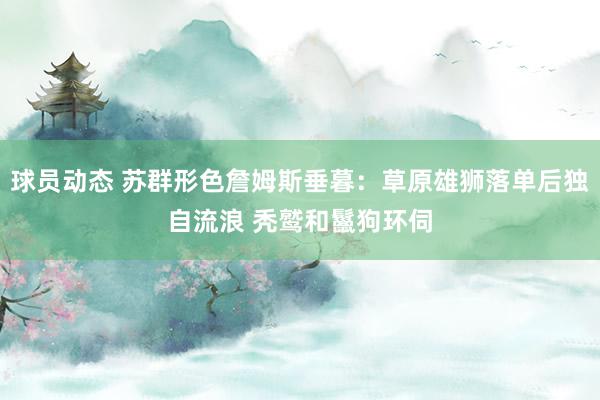 球员动态 苏群形色詹姆斯垂暮：草原雄狮落单后独自流浪 秃鹫和鬣狗环伺